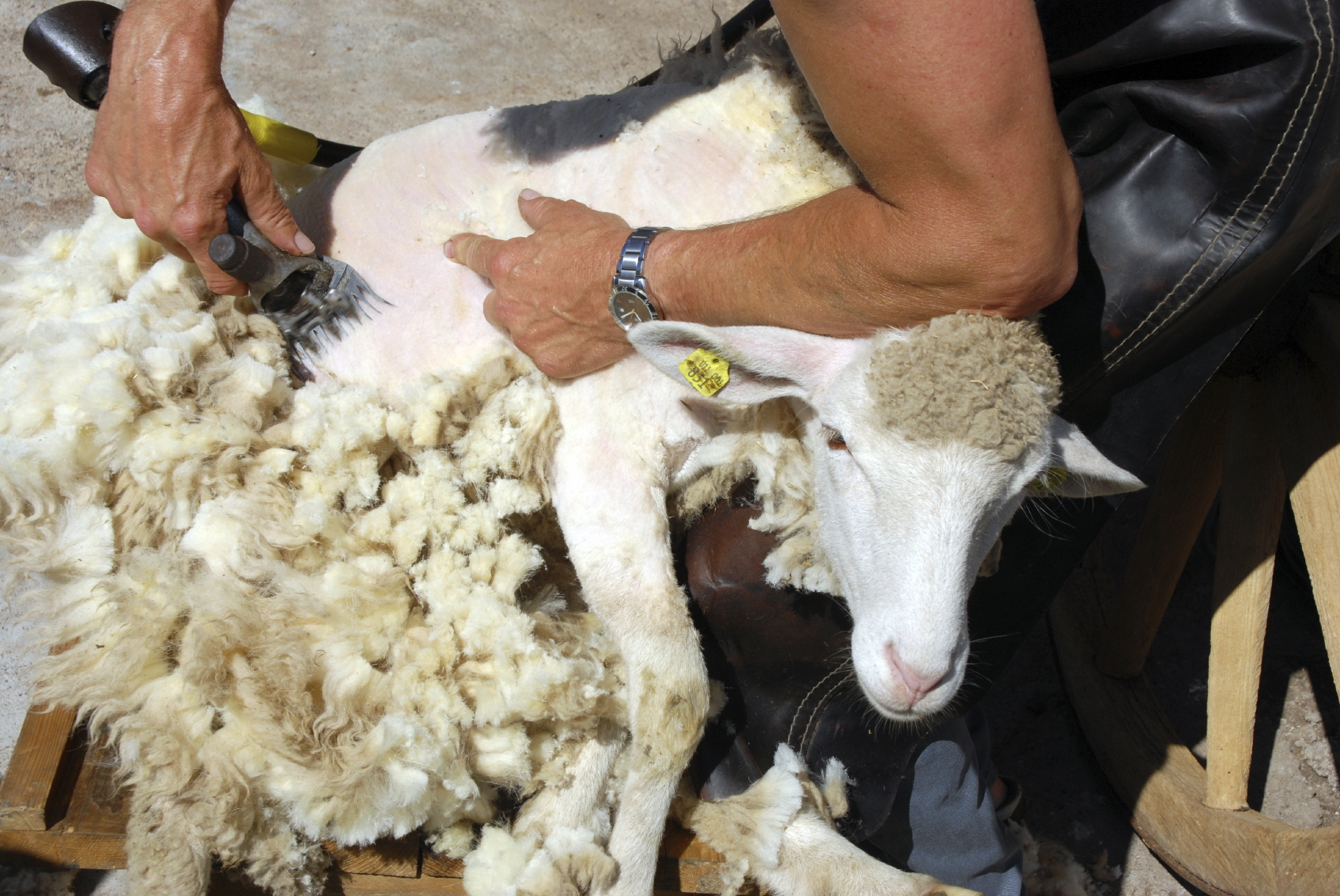 20 sheep-shearing-trailer-4