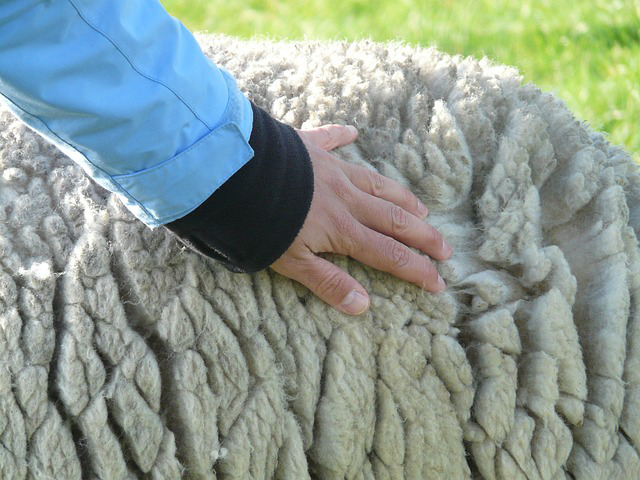 21 sheep-wool